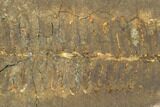 Fossil Fern (Pecopteris) - Mazon Creek #121057-1